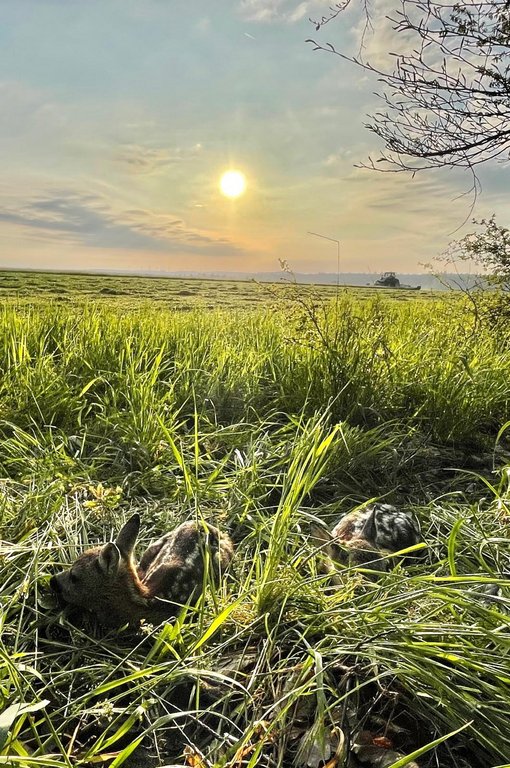Gut versteckt vom Gras bedeckt liegen 2 Kitze